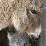 늑대와 당나귀의 위험한 동거