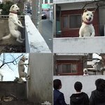 충남 천안의 인기 명물견 <b>점프</b>견 ‘순이’