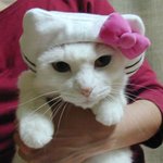 고양이를 위한 <b>헬로키티</b>