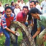 배고파서 개 11마리 꿀꺽한 비단구렁이