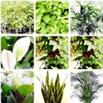 공기 청정 식물 기르는법