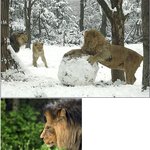 낭만을 즐기는 <b>사자</b>!