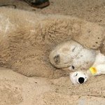 곰<b>절미</b> 한개주세요~