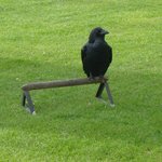 귀하신 까마귀(<b>the</b> tower ravens)