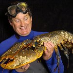 '1미터'초대형 바다가재 발견! '잡히면 죽겠어'