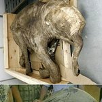 멸종된 맘모스 사체 발견…<b>dna</b> 추출해 부활 움직임