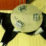 게으른 고양이 뭐야, <b>맨날</b> 자