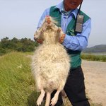 뭘 먹었길래? 괴물쥐 뉴트리아