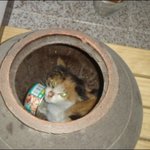 고양이 길들이기