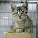 지뢰 탐지하는 생쥐… 후각 뛰어나 <b>폭발물</b> 찾는 데 제격