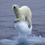 오도가도 못해~ <b>얼음</b> 덩어리 위 난감한 북극곰