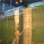 낙지<b>볶음</b> 먹으러 낙지<b>볶음</b>집에 갔는데.....;