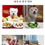 개들의 <b>빈부</b>격차..........