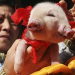 머리가 두개인 돼지 (<b>two</b> heads pig)