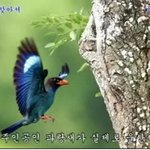 길조인 파랑새! 이렇게 생겼구나~
