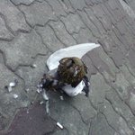 황<b>조롱이</b>의 습격