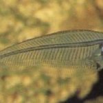 신의 실수? 속보이는 투명물고기 '글라스캣피쉬'