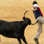소뿔에 엉덩이를 콕!, <b>아아</b> 정말 아프겠다
