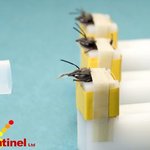 <b>벌이</b> 폭탄, 마약, 암을 찾아 낸다