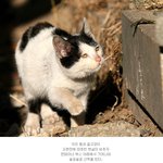 '졸리는 걸 어떡해~...고양이 <b>보고서</b>!!
