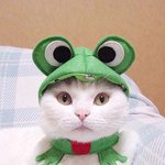 고양이들의 귀여운 <b>코스</b>플레이