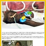 독일, 소아과<b>병동</b>에 입원했던 아기 고릴라 퇴원