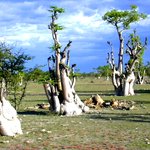 사막의 신기한 <b>식물</b>들