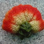 딸기야? <b>부채</b>야?