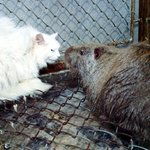 고양이 겁 주는 80cm-9kg <b>거대</b> 쥐..