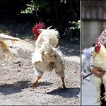 켄터키 <b>fc</b> 입단 1순위ㅋㅋㅋ '축구하는 닭'