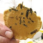 야생을 맛을 느낄수 있는 곤충 쌀과자