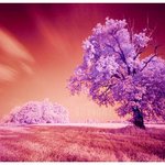 자연의 신비로운<b>조명들</b>--------