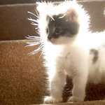 초사<b>이언</b> 고양이