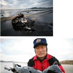 충남 <b>태안</b> 앞바다 유출 기름에 뒤덮여죽은 새....