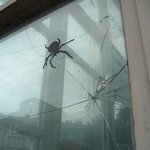 깨진 <b>유리창</b>은 거미들의 보금자리