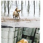 <b>홍수</b>도 막을 수 없었던 강아지의 대단한 모정