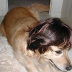 <b>동물</b>들이 가발을 쓴다면,,,