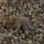 동물들도 술에 취해서 비틀거리네~