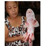 다리달린 상어,정말 있는거야?