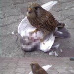 계속 되는 황<b>조롱이</b>의 습격!