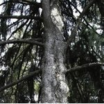 8000년이나 된 가문비 <b>나무</b>발견!역시 자연은 위대하다~