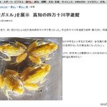 <b>황금</b>개구리.. 색칠한건 아니겠지?ㅋ