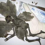 요정은 존재했었다..? 요정의 <b>미라</b> 발견?!