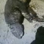 곰 머리, 개 <b>몸통</b> 사람 공격하는 괴수?