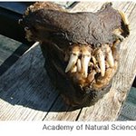 괴생물체 두개골 발견? 알고보니 <b>늑대</b>장어