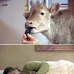 강아지대신 <b>송아지</b>를 키우는 아줌마..