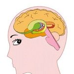 연애 잘하는 뇌는 따로 있다?