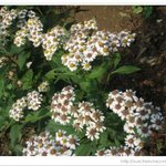 <b>고상</b>한 나의 자태