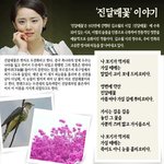 진달래꽃 이야기..
