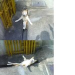 <b>저</b>좀 구해주세요  <b>사진</b>有